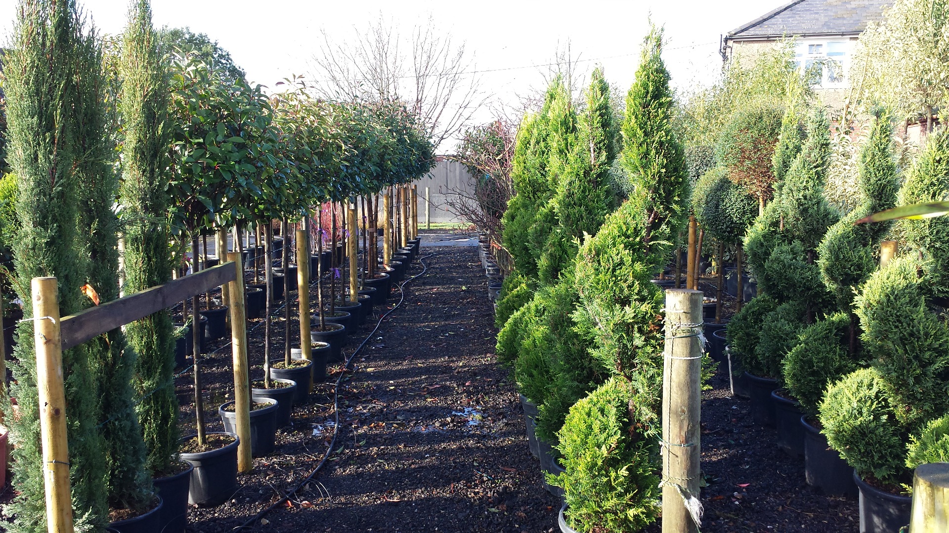 Wholesale Topiary Essex