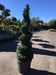 Topiary Shop